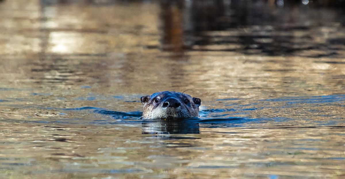 River otter swimming/john_yunker photo